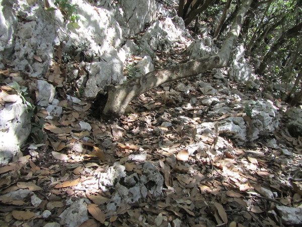 190segnoAlberoTraverso