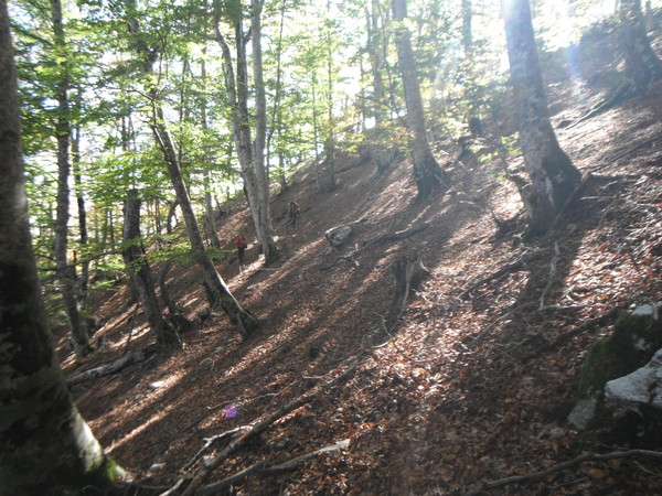 080boscodaprimocavone