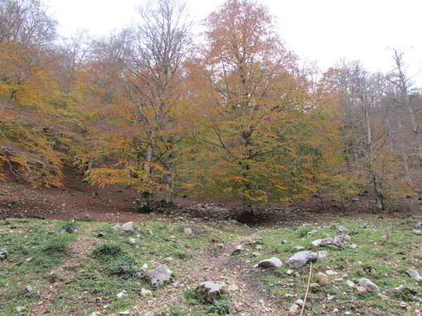 240alberidafontanile