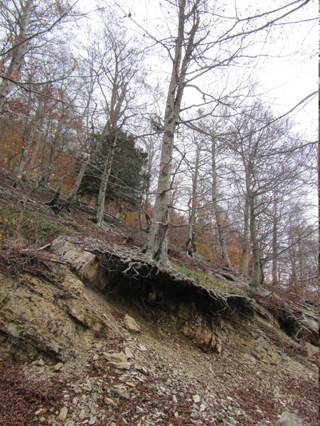 250alberopericolante