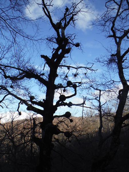 1040alberoconvischio